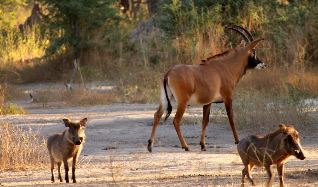 Fathala Wildlife Reserve Toubakouta Экстерьер фото