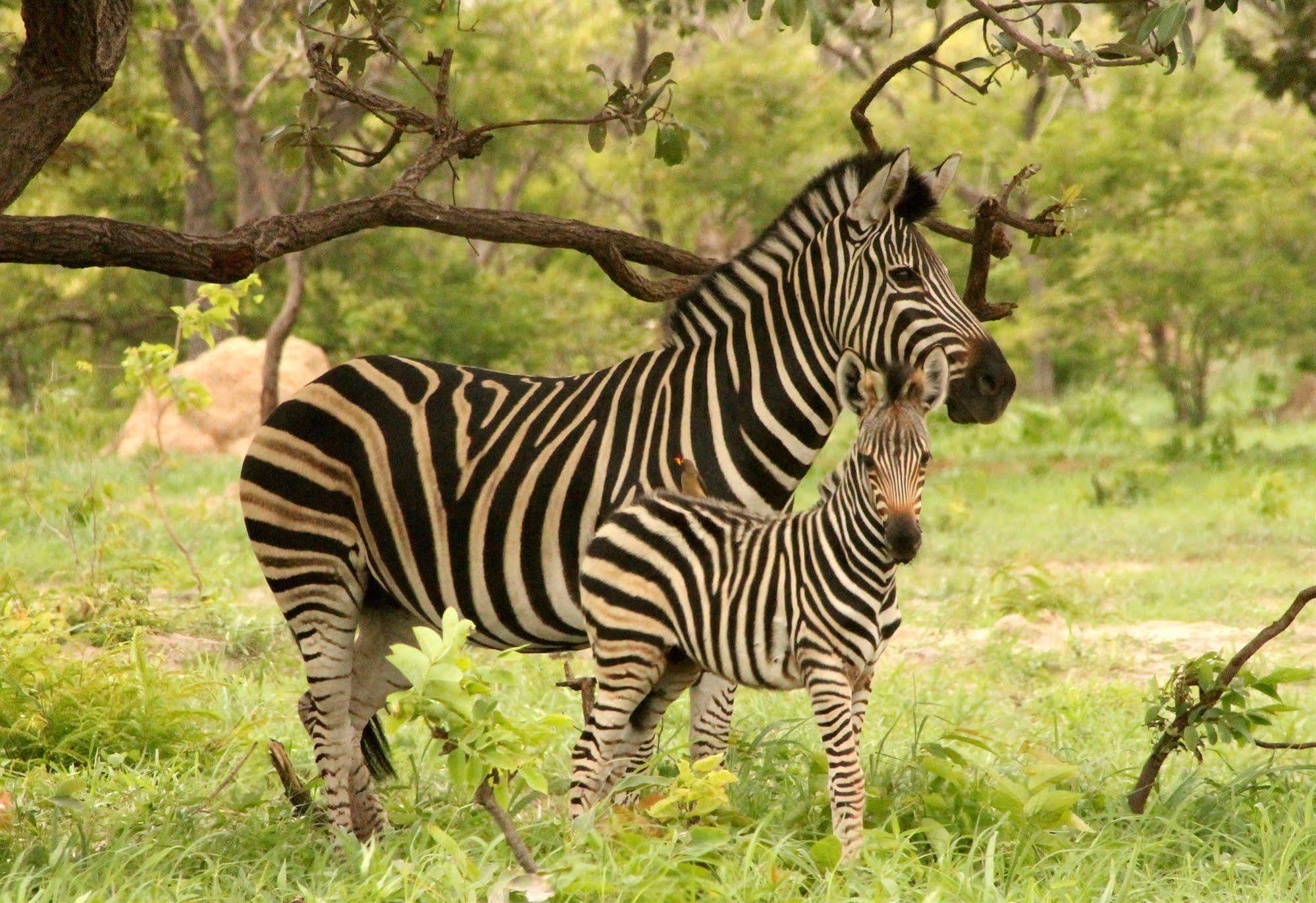 Fathala Wildlife Reserve Toubakouta Экстерьер фото